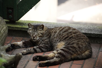 cat on the window