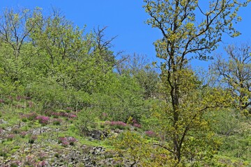 Fototapeta na wymiar Blühende Gemeine Pechnelken (Silene viscaria) auf Basaltfelsen in Nordhessen