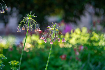 Allium siculum honey sicilian lily garlic flowers in bloom, beautiful springtime ornamental flowering plant, small bells on tall