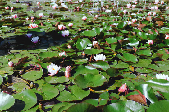 Top view of pink blooming lotus flower in summer pond with green leaves. Natural backgrounds in city. 