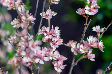 Prunus tenella dwarf Russian Almond pink flowers in bloom, beautiful ornamental plant in bloom