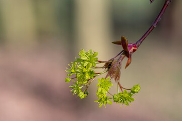 Acer platanoides Norway maple tree branches in bloom, springtime bright color green yellow flowering plant