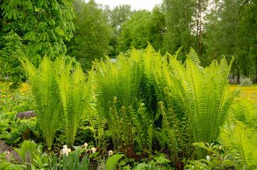 Blooming leaves of a young fern. The sun shines bright green.