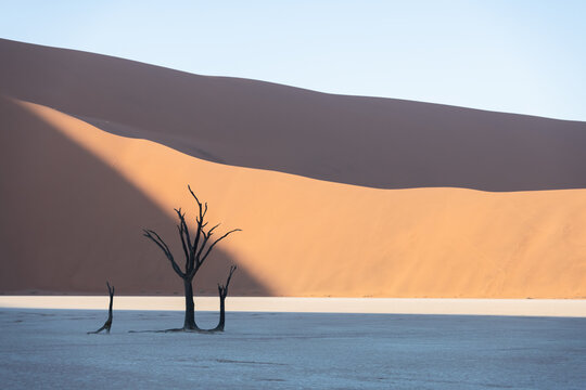Dead Camelthorn Trees at sunrise © Ivan Kmit
