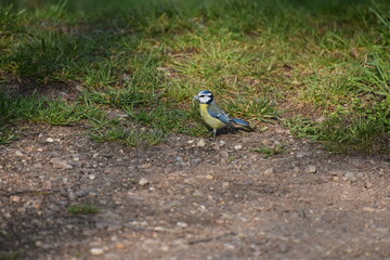 Obraz premium blaumeise mit Nestmaterial