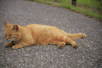 cat on the beach