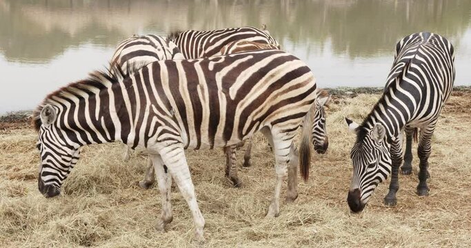 Many zebras graze near the pond in the zoo.
