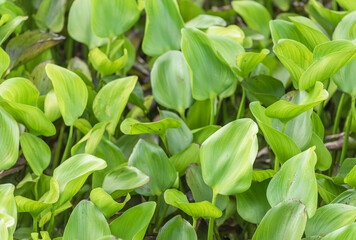 .Hyacinth grown massively as natural sources