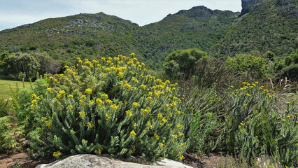 The yellow-flowered, globular fynbos shrub grows in a botanical garden. Green mountain range against the sky. Summer sunny day. Cape Town. South Africa