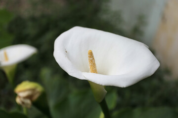 aroma flower, white, in city garden, flower beauty close-up