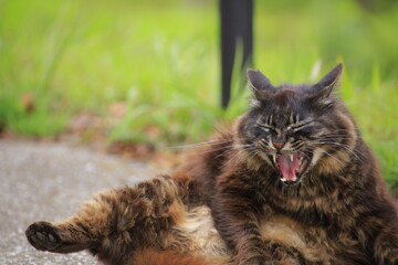 cat on the grass