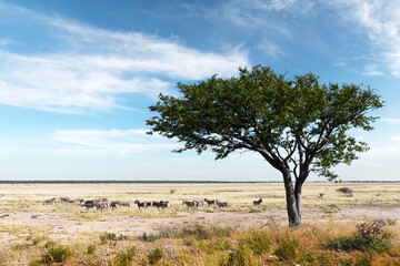 African plains zebra herd on the dry brown savannah