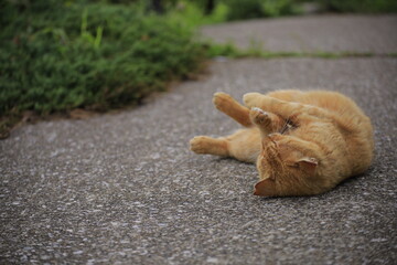 cat on the street