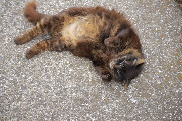 cat on the beach
