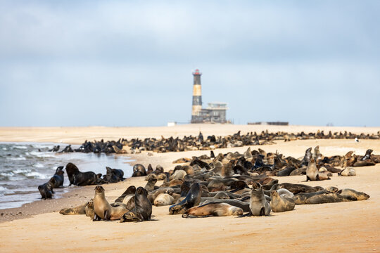 Fur seal colony near Walvis Bay lighthouse