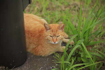 cat on the grass
