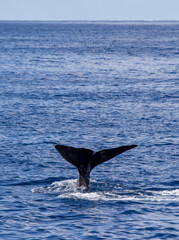 Fototapeta premium Sperm whale showing fluke, Azores travel destination.
