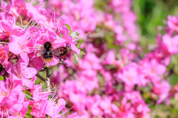 ミヤマキリシマとコマルハナバチ　万年山　大分県　Miyama Kirishima and Komaru Bumblebee Mt.Haneyama Ooita-ken
