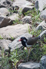 black-winged stilt