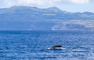 Sperm whale showing fluke, Azores travel destination.