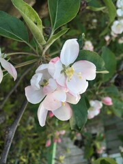 apple blossom tree