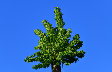 Lush and densely overgrown with green leaves and branches, the top of a tropical tree. A liana...