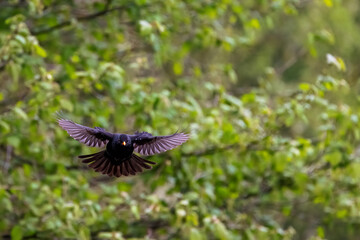 Fototapeta premium A common blackbird shows it's impressive wingspan as it takes flight