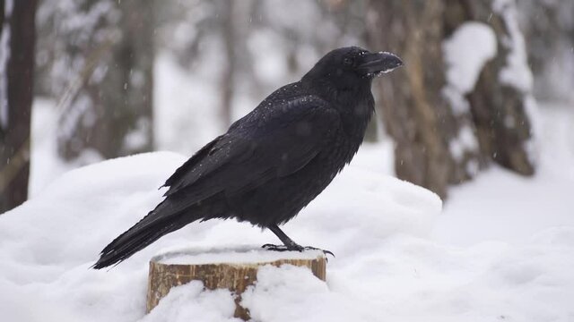 Raven in the snow. A black raven sits on a snow-covered tree stump. Raven in winter close-up. Slow motion, HD.