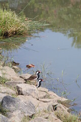 black-headed gulls