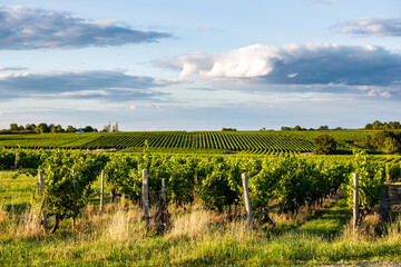Fototapeta na wymiar Vue sur les vignes dans un vignoble en France.