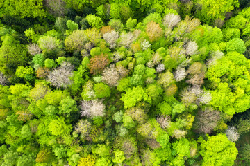 Aerial drone photo looking down on magical spring summer fores