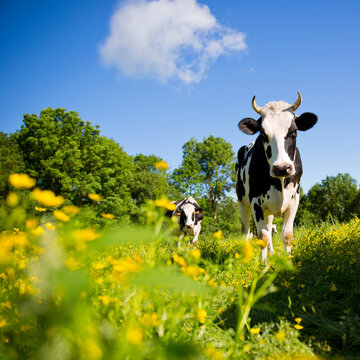Vache laiti&egrave;re en campagne dans une prairie au milieu des fleurs de printemps.