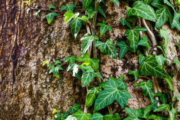 Close-up of vines on a tree or wooden surface
