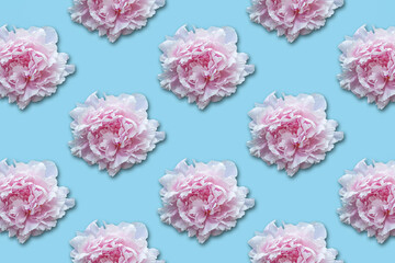Pink Peony flowers pattern on blue background.