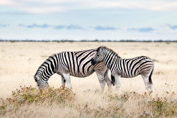Fototapeta na wymiar African plains zebra family on the dry brown savannah grasslands