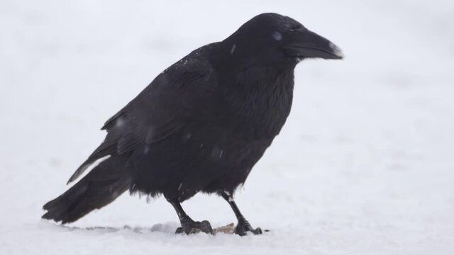 A raven pecks a stick among the snow. A black raven gnaws a branch in the snow with its beak close-up. Slow motion, HD.