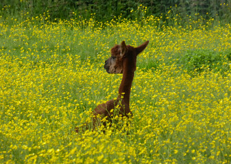 Llama in the meadow