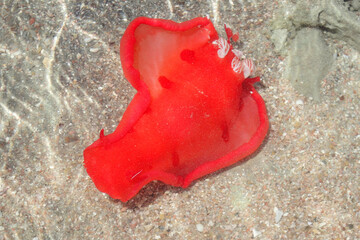 Juvenile Spanish Dancer (Hexabranchus sanguineus)