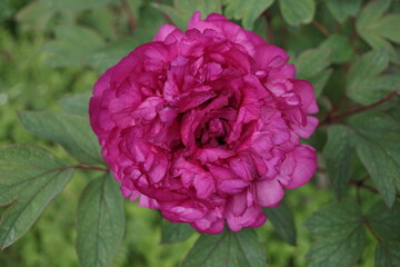 Pinke Blume
