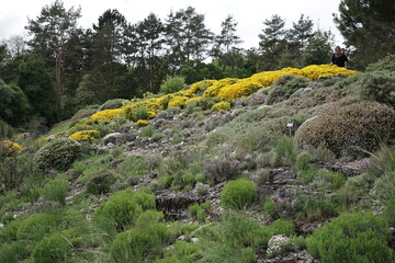 Gelbe Blume auf Wiese