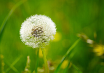 dandelion on grass