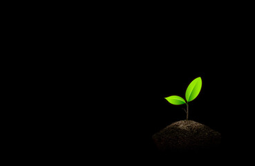 Little green seedlings growing in soil on black background.