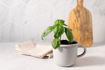 homegrown green basil in metal mug on kitchen table with tiled wall at background. Eco friendly sustainable lifestyle concept. copy space