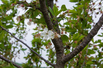 color of fruit tree
