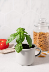 Fresh basil plant in metal mug and food ingredients on kitchen table. Italian cuisine concept. Potted culinary spice plants. vertical image