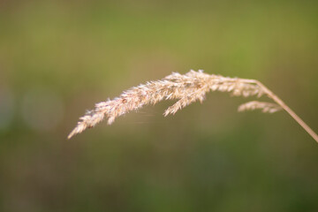 Obraz premium Close up of dry grass