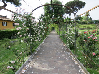 Rose, Roseto di Roma, Roma, Italia