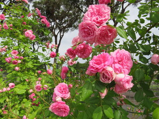 Rose, Roseto di Roma, Roma, Italia