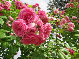 Rose, Roseto di Roma, Roma, Italia