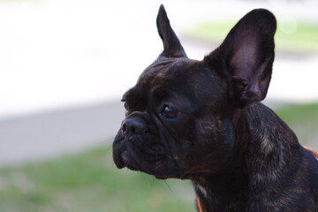 portrait of a dog. french bulldog